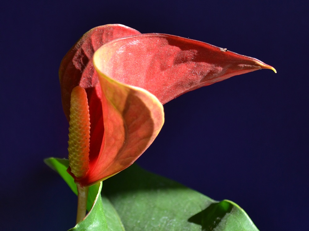 Anthurium означает цветок в виде хвоста