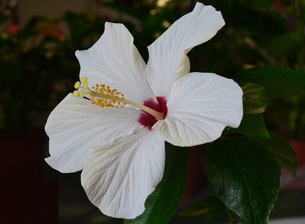 Комнатный гибискус с белым цветком Cairo White