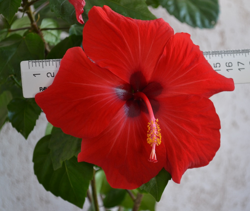 В ширину цветок этого сорта гибискуса 16 см