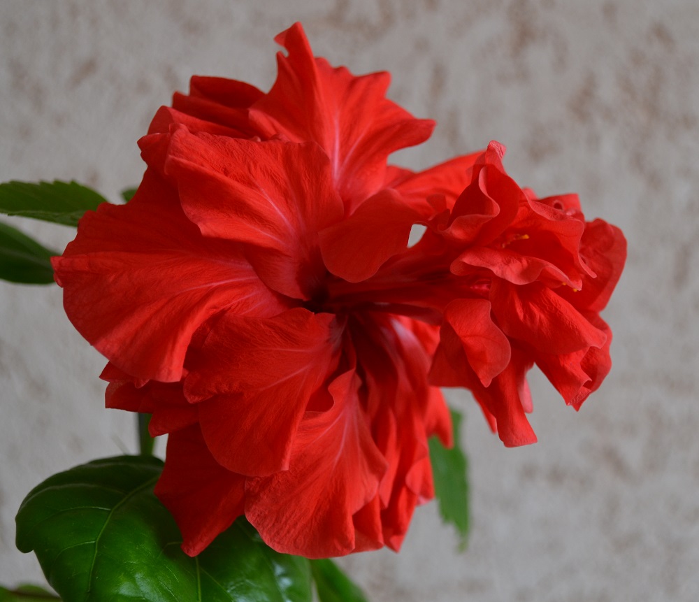Сорт китайской розы - махровый красный гибискус