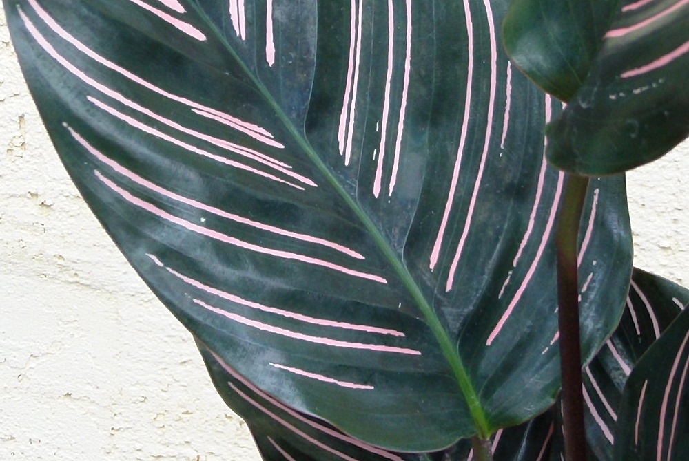 Калатея домашняя Сандериана листья крупным планом