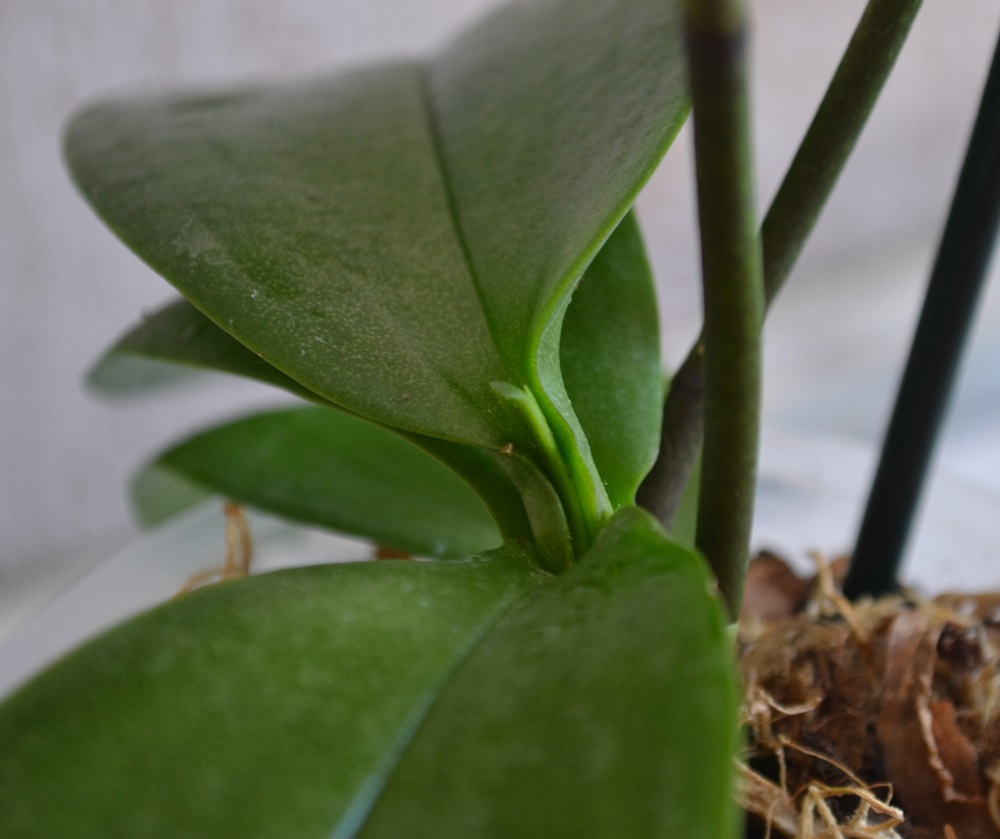 Краткое описание орхидеи фаленопсис
