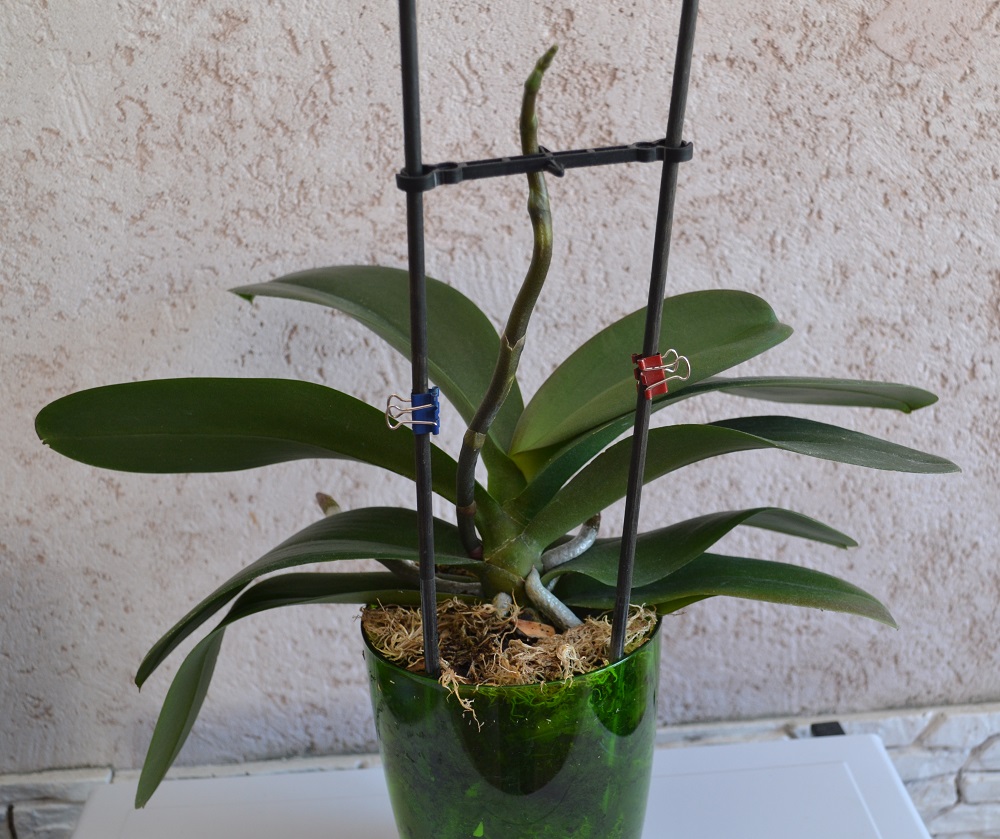 Орхидея в горшке: как ухаживать за орхидеей - 7