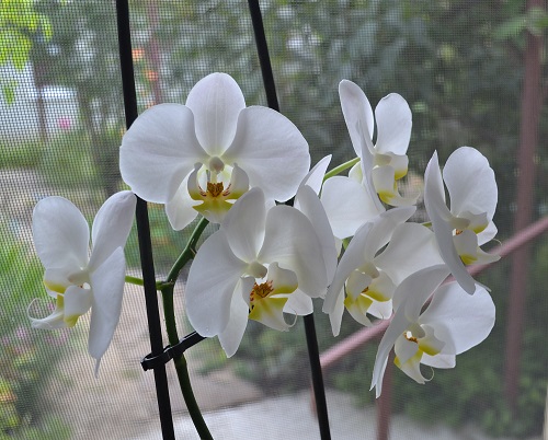 Орхидея: как ухаживать за орхидеей