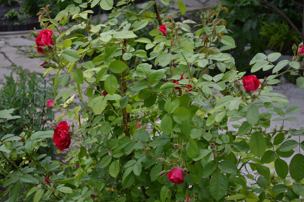 Роза Фламентанц в сочетании с другими цветами
