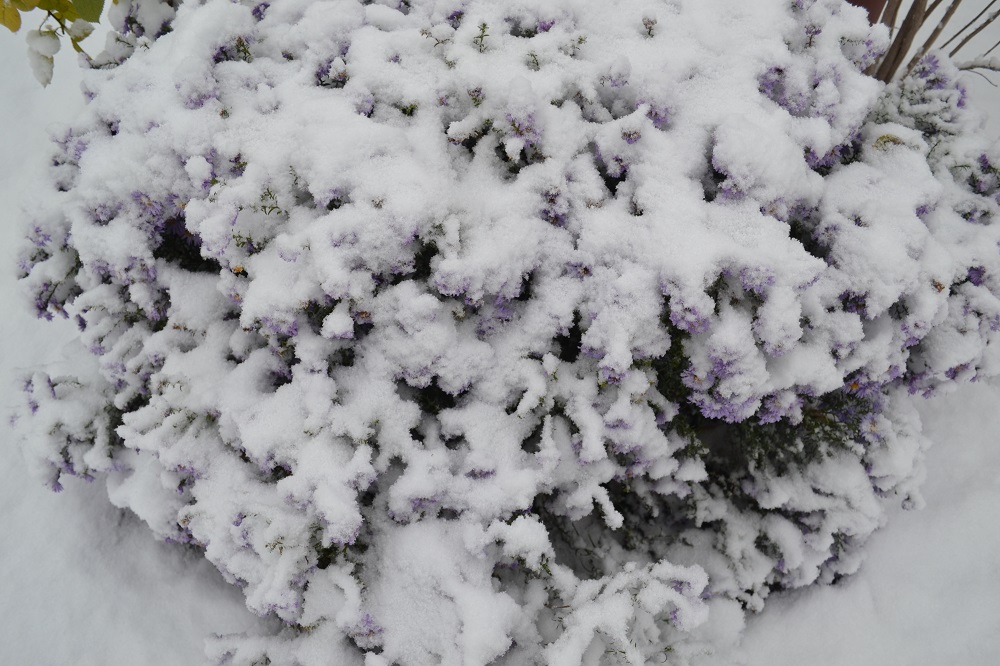 Клематис: подготовка к зиме и как укрыть клематис на зиму