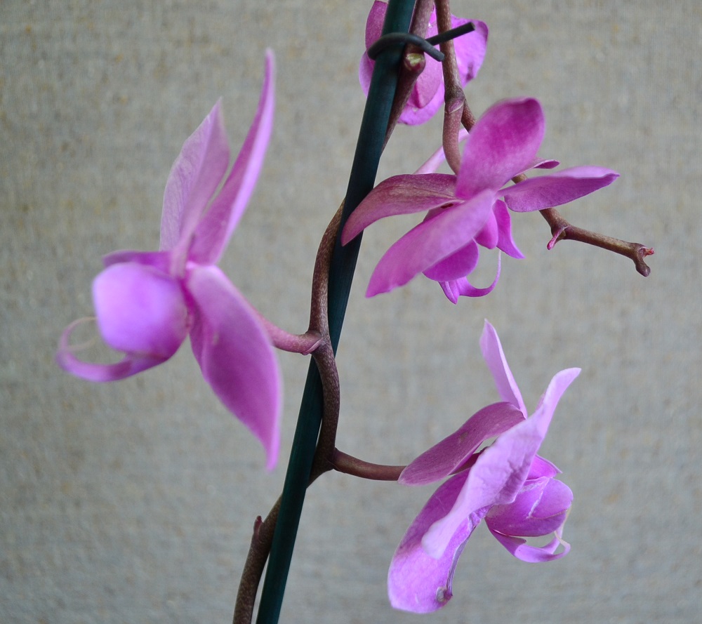 Купить цветущую орхидею фаленопсис