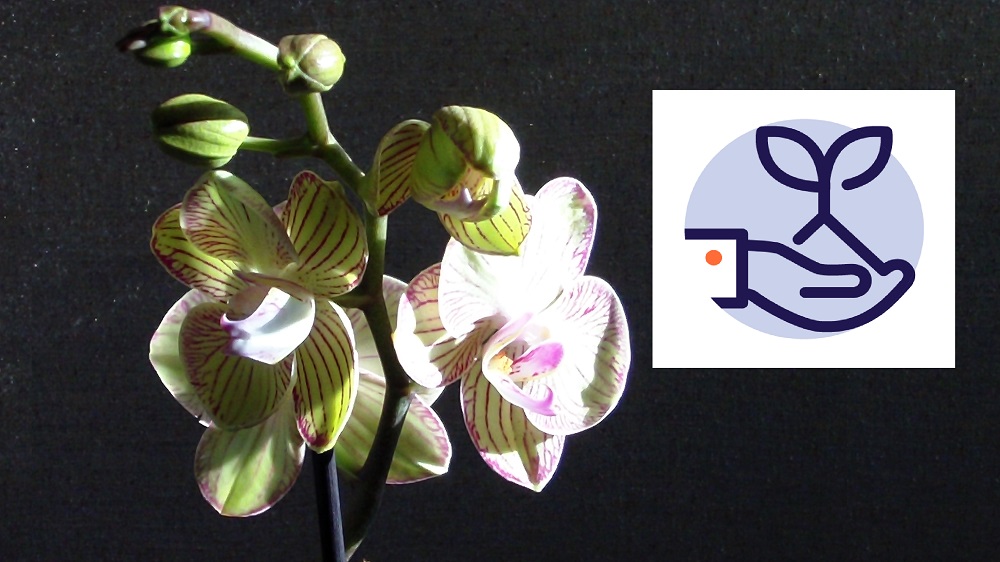Орхидея после покупки - рекомендации по уходу