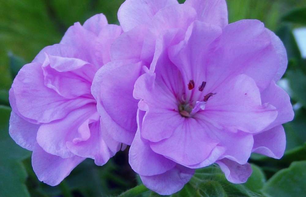 Пеларгония Блю Сибил цветок