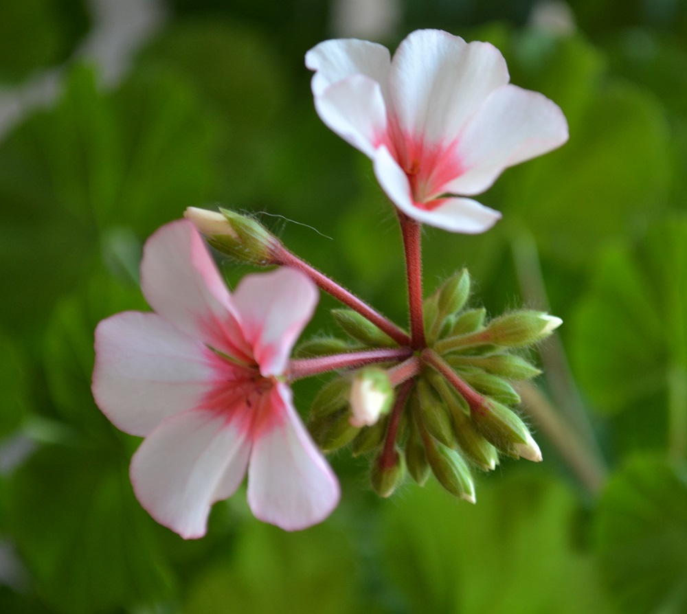 Первые цветочки пеларгонии