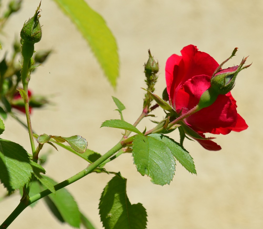 Цветущий бутон розы фламентанц