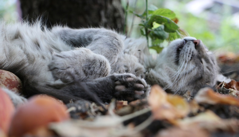 Спящий в траве кот