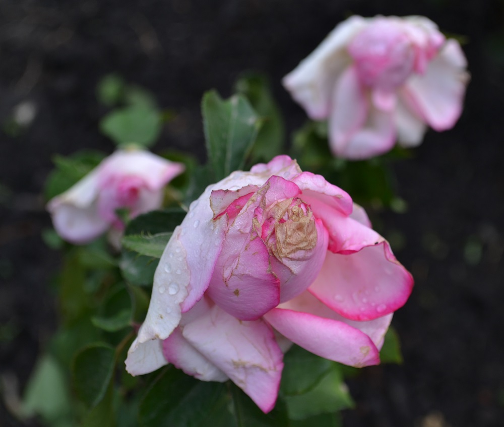 Чайно-гибридная роза Дольче Вита (Dolce Vita)