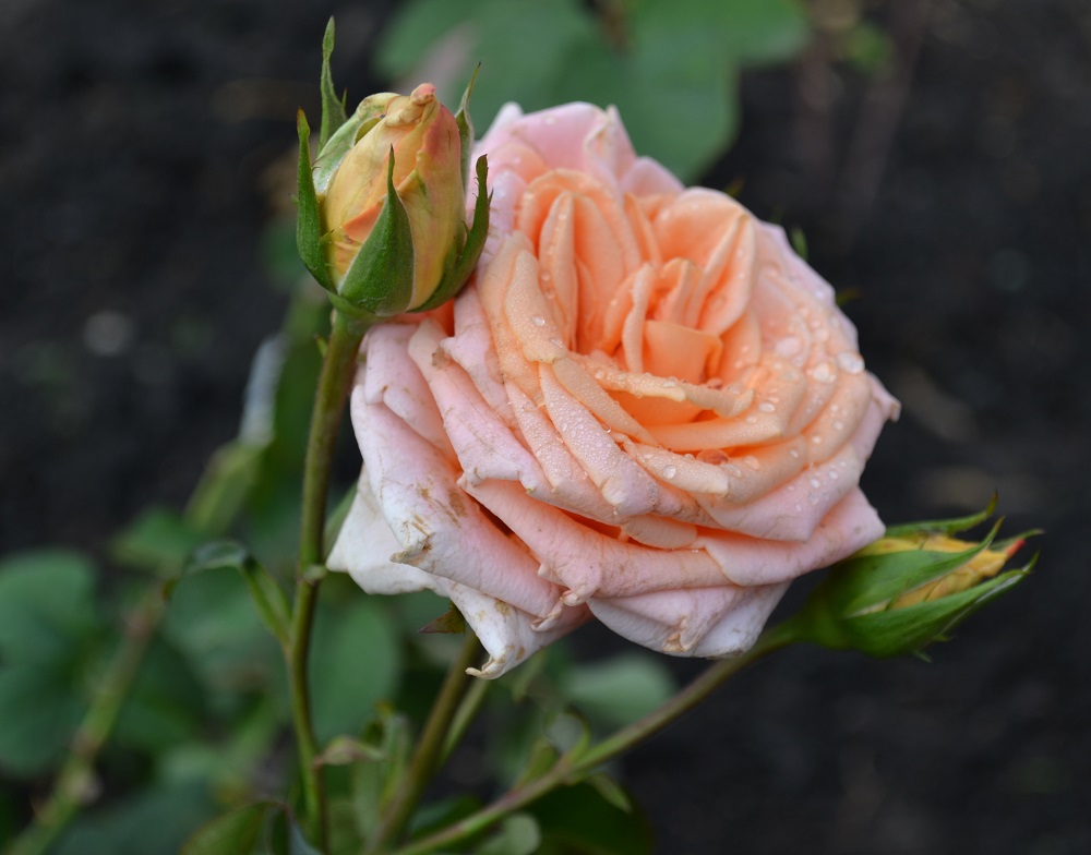 Чайно-гибридные розы Карамболь