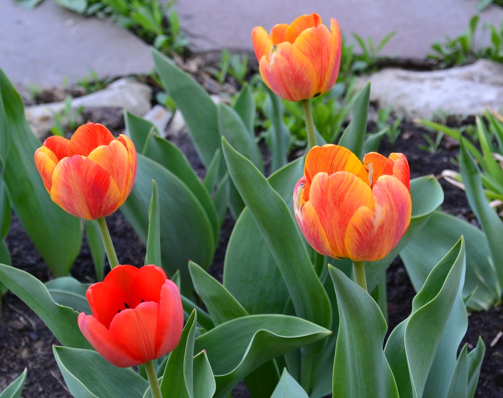Первые весенние цветы - Тюльпаны